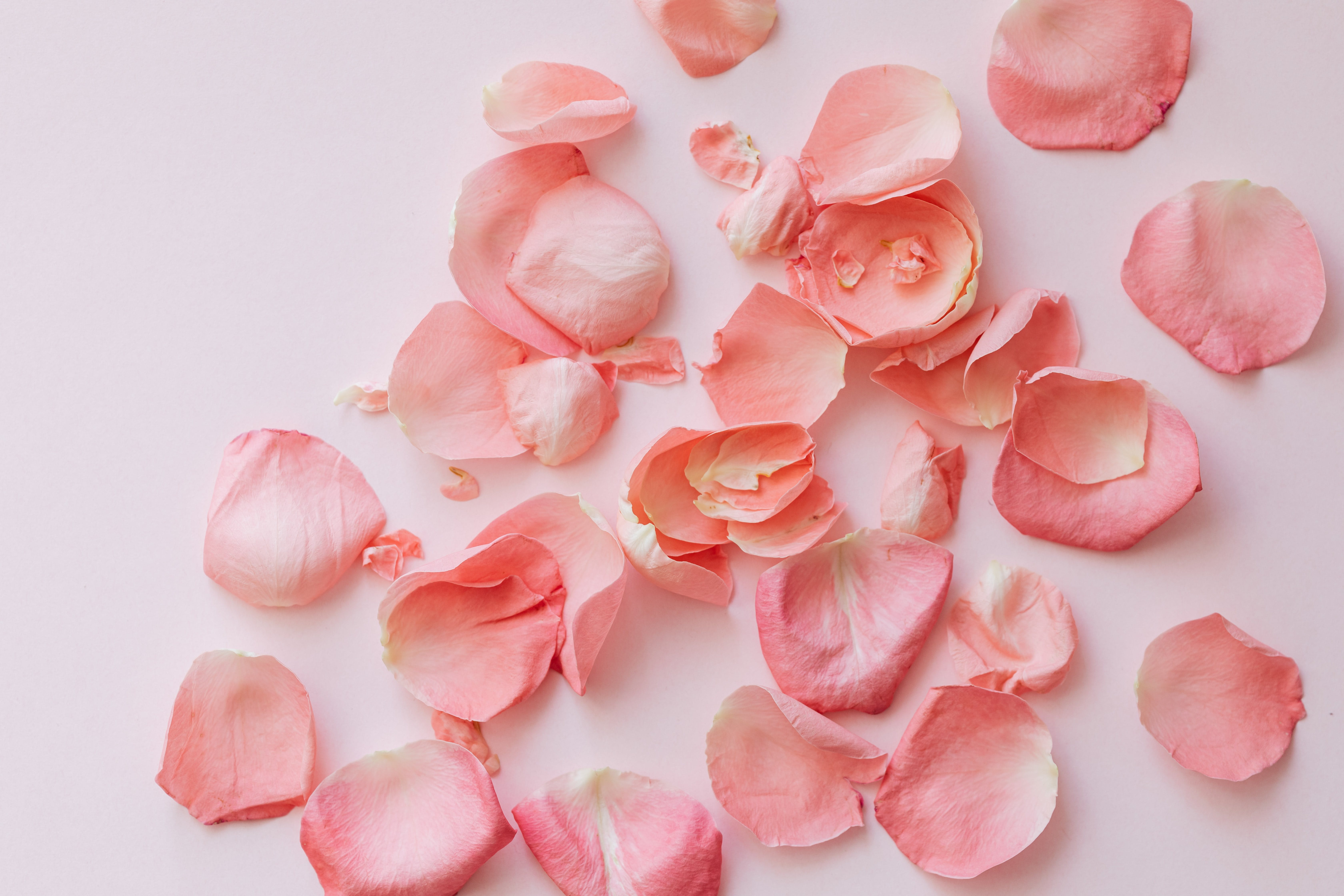 Album Floral Graphic Element (17)