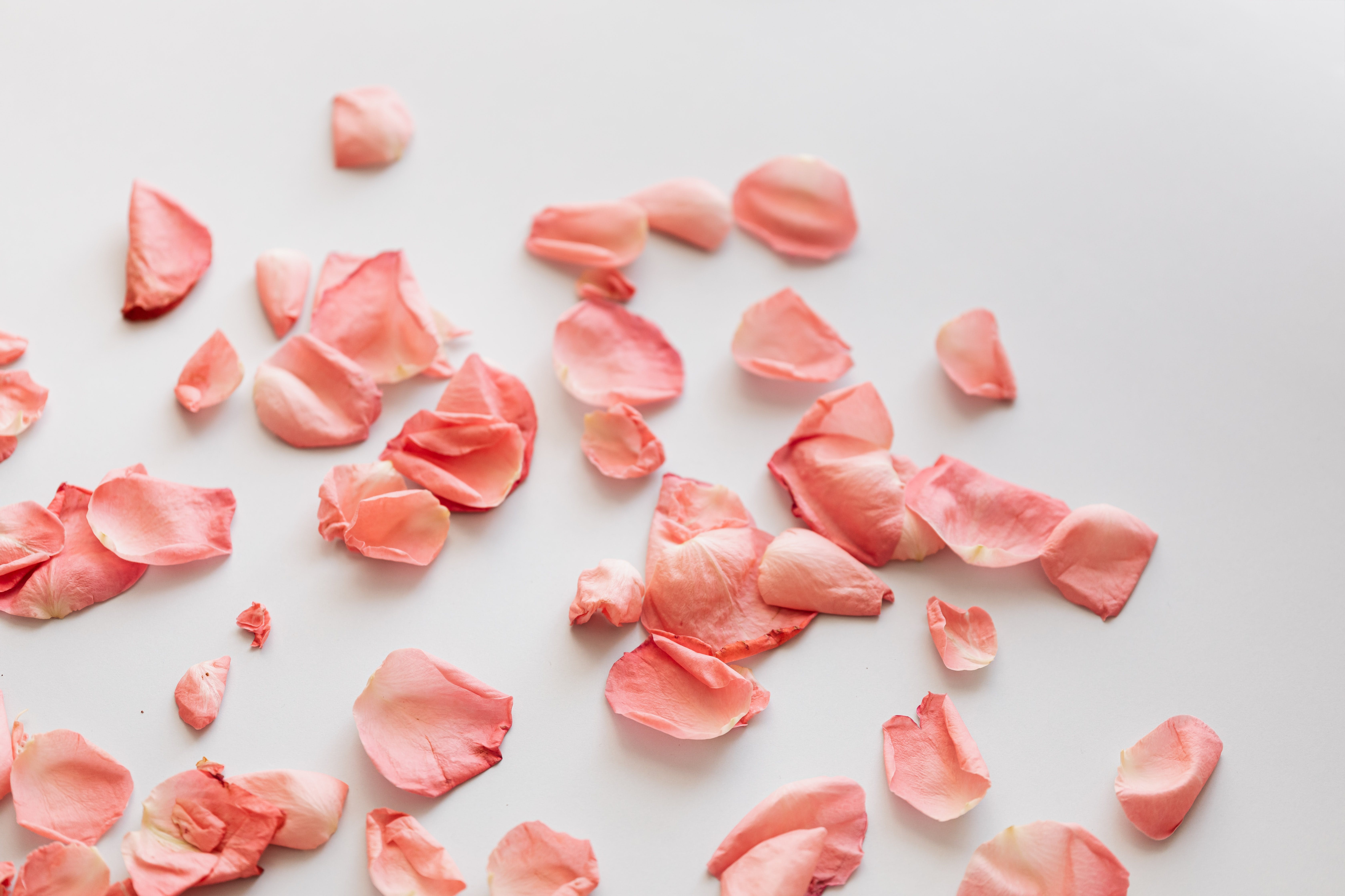 Album Floral Graphic Element (21)