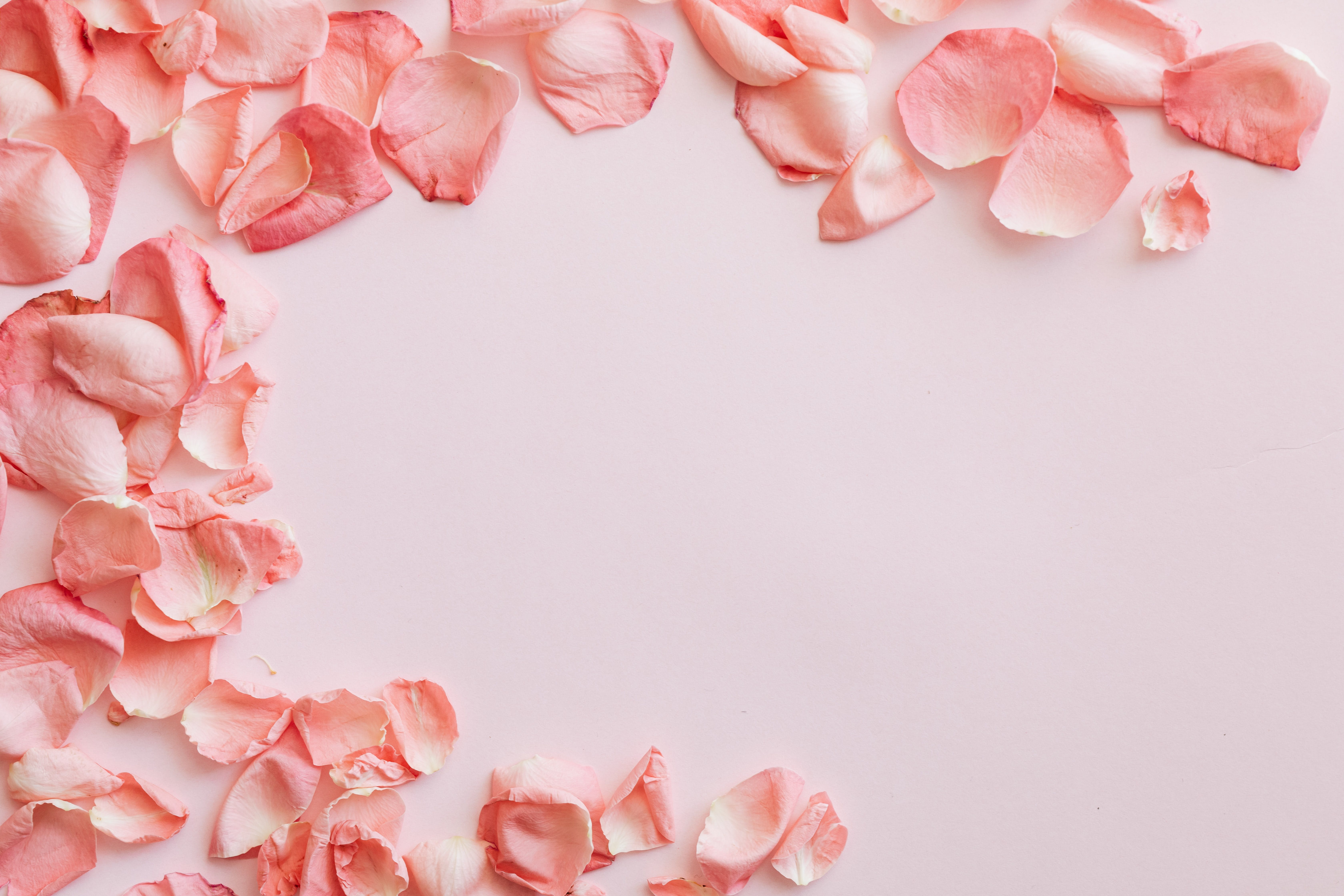 Album Floral Graphic Element (23)