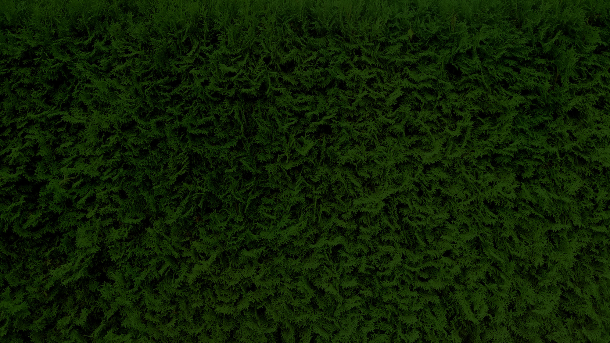 Wedding and Banner Background Collection 12x36 size (515)