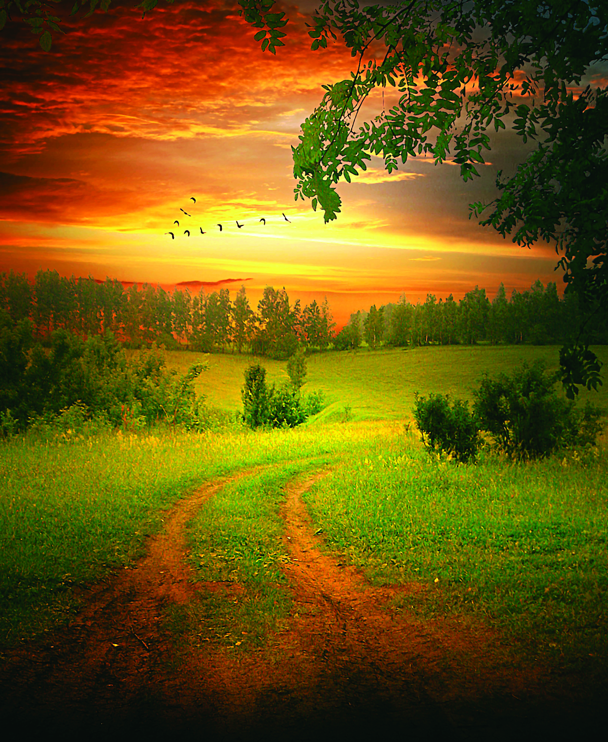 Element of Graphics Background Resource (38)