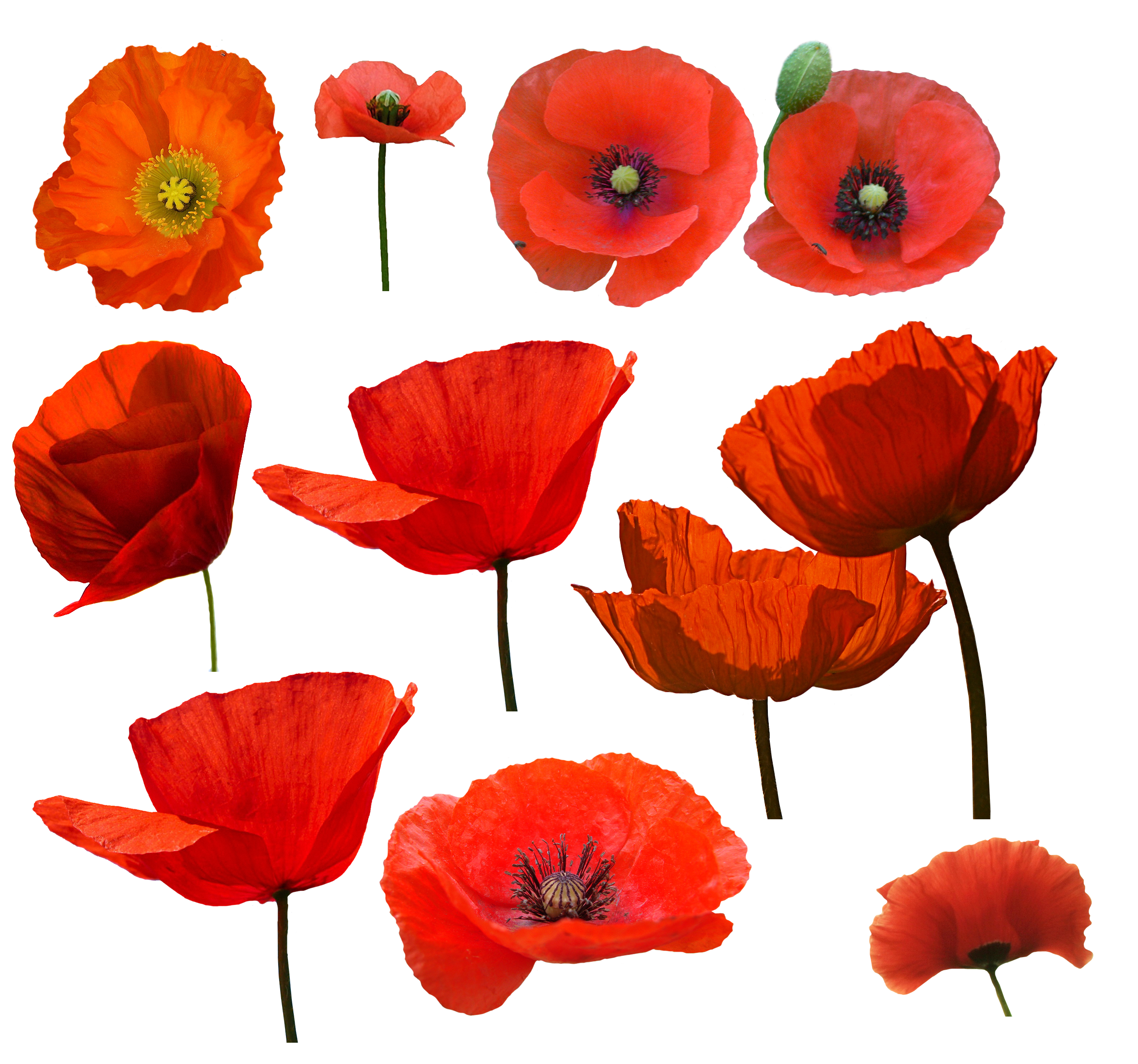 PNG Creative Floral Image (6)