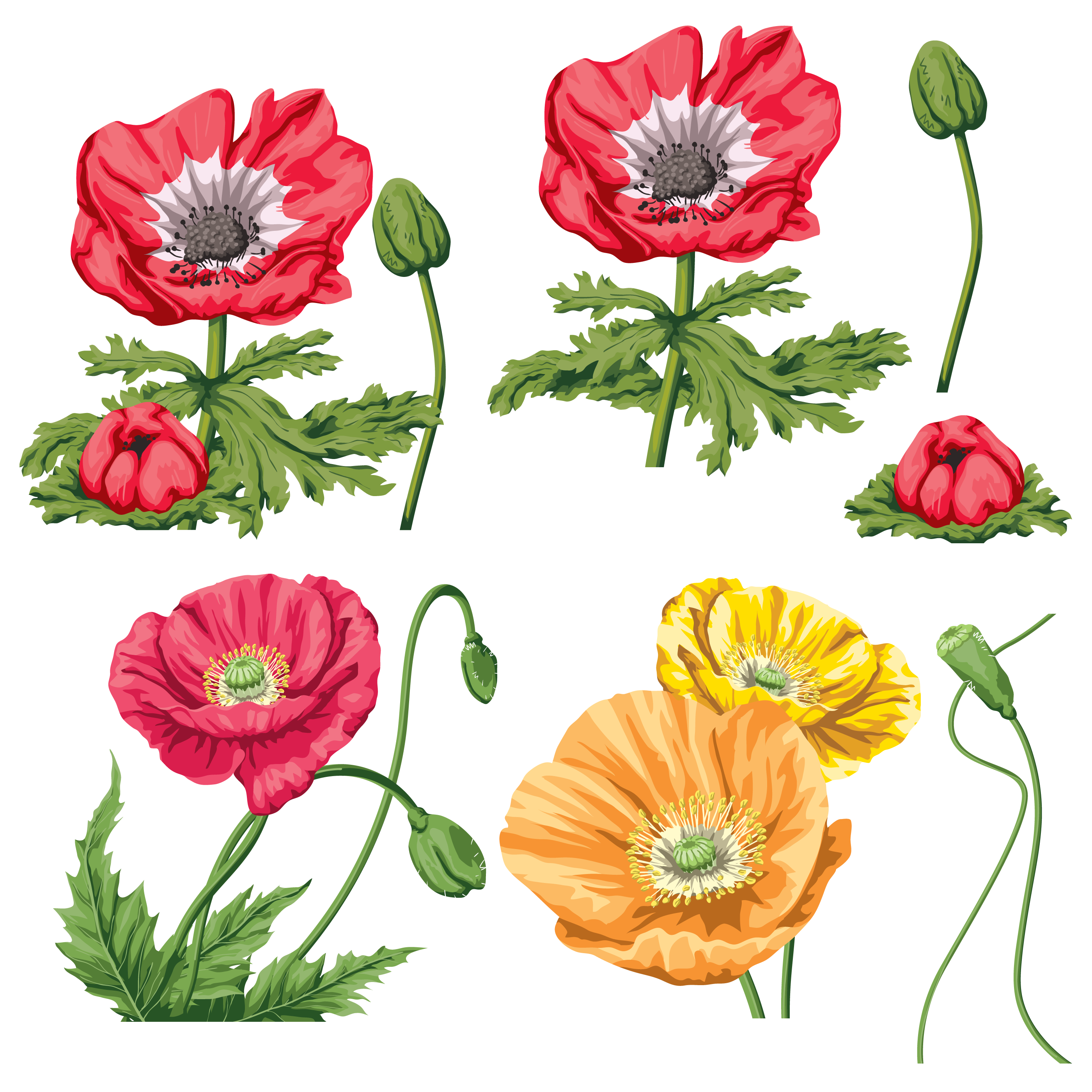 PNG Creative Floral Image (8)