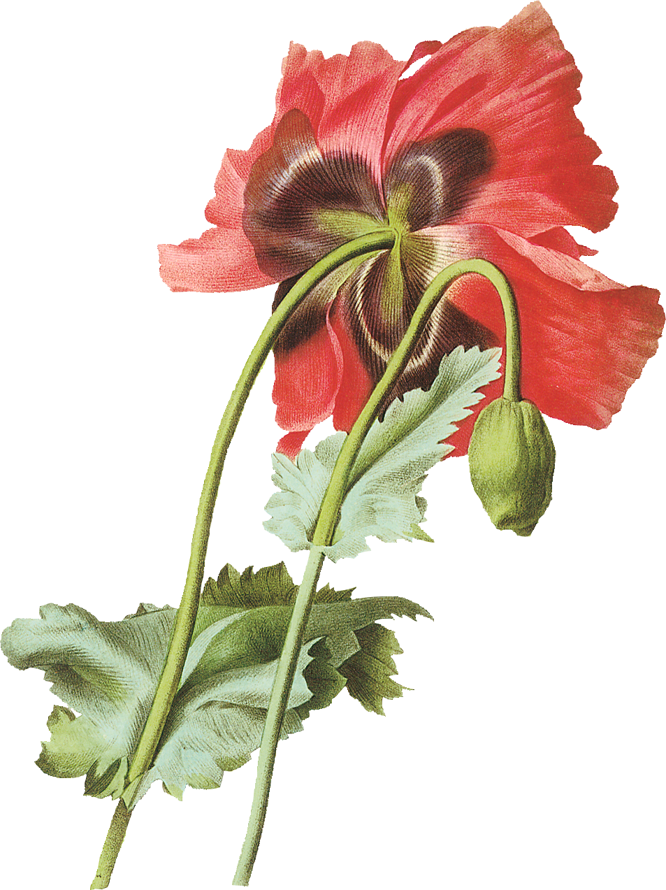 PNG Creative Floral Image (11)