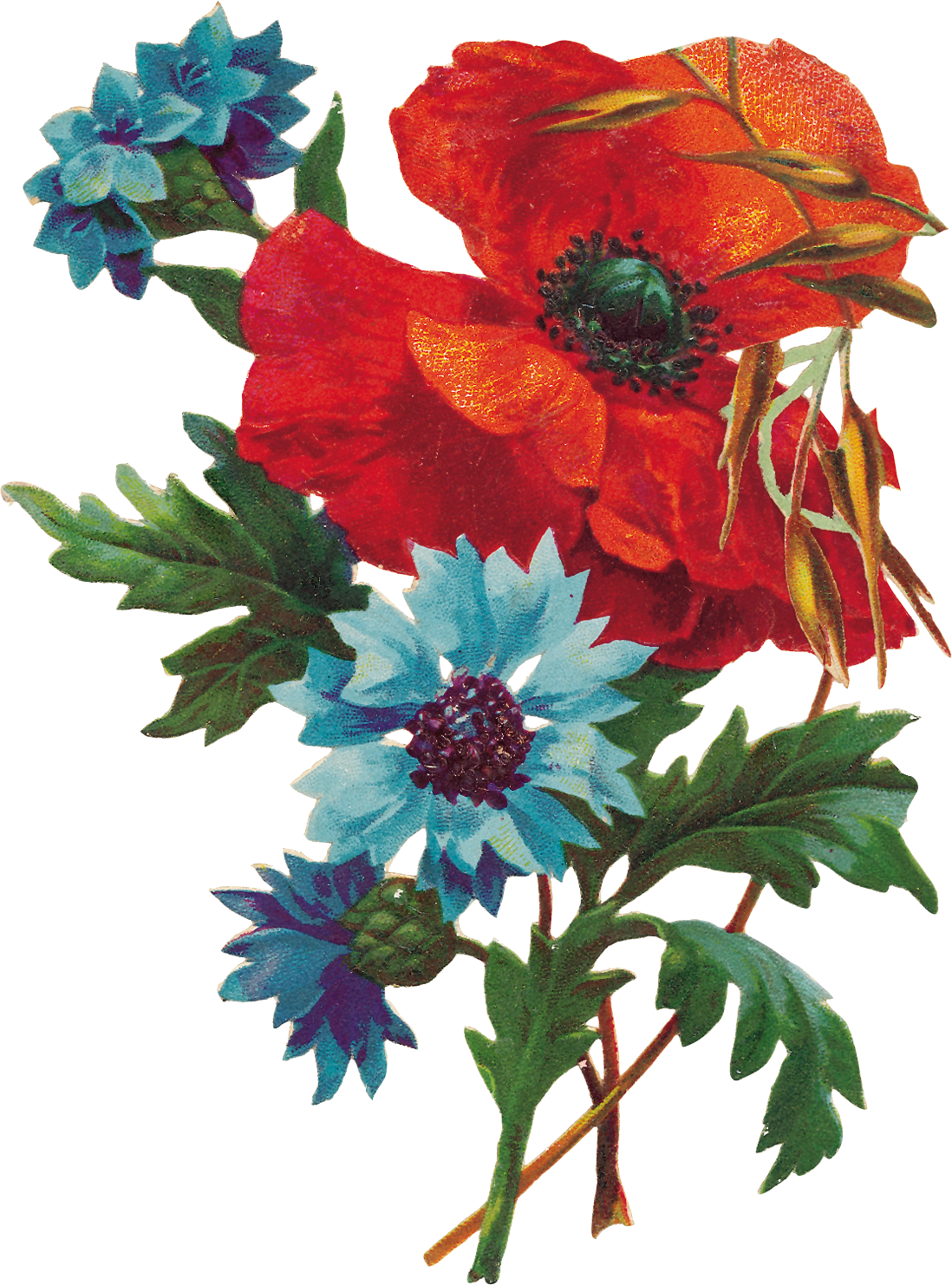 PNG Creative Floral Image (12)