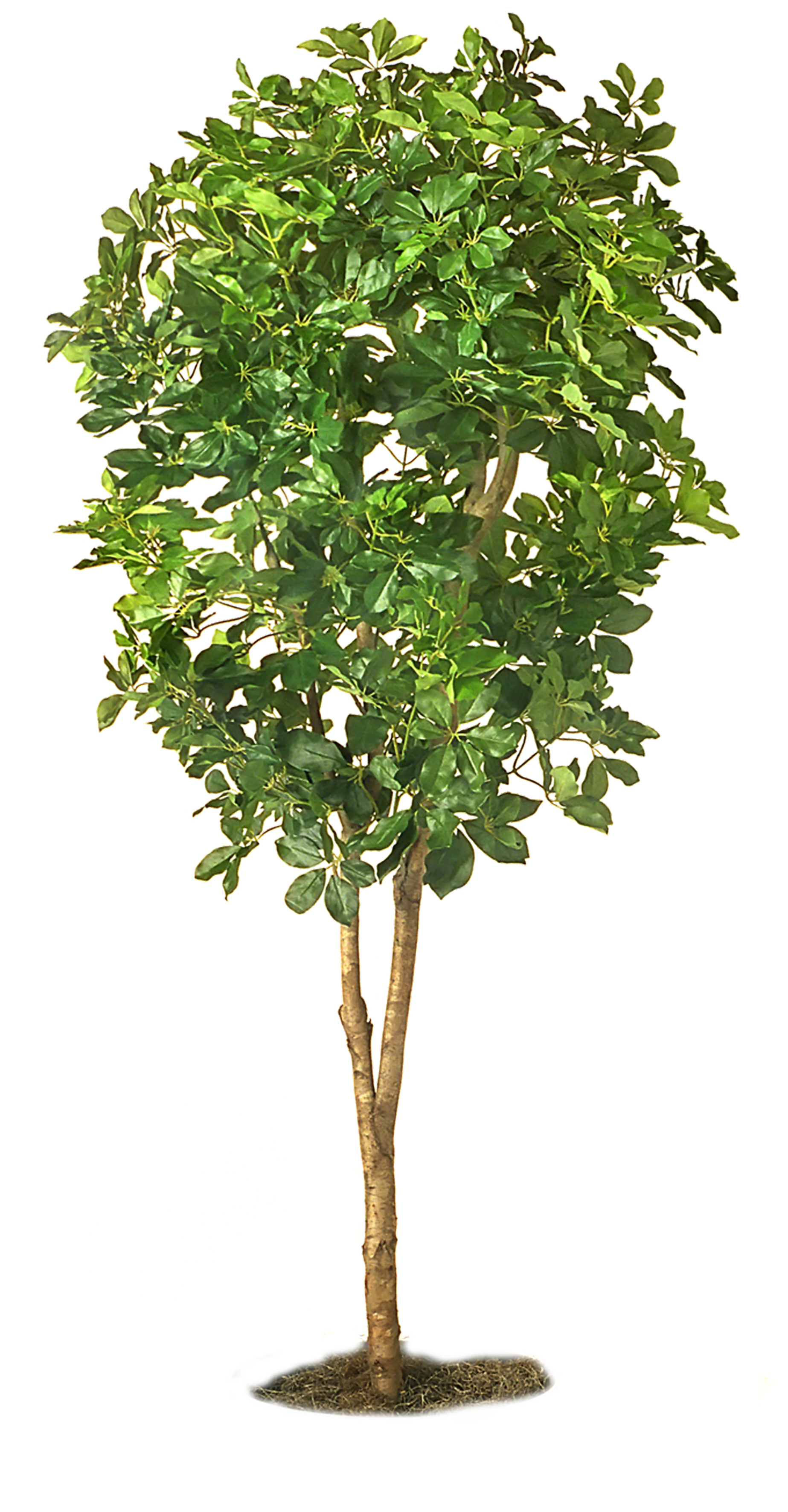 Tree Image PNG (1)