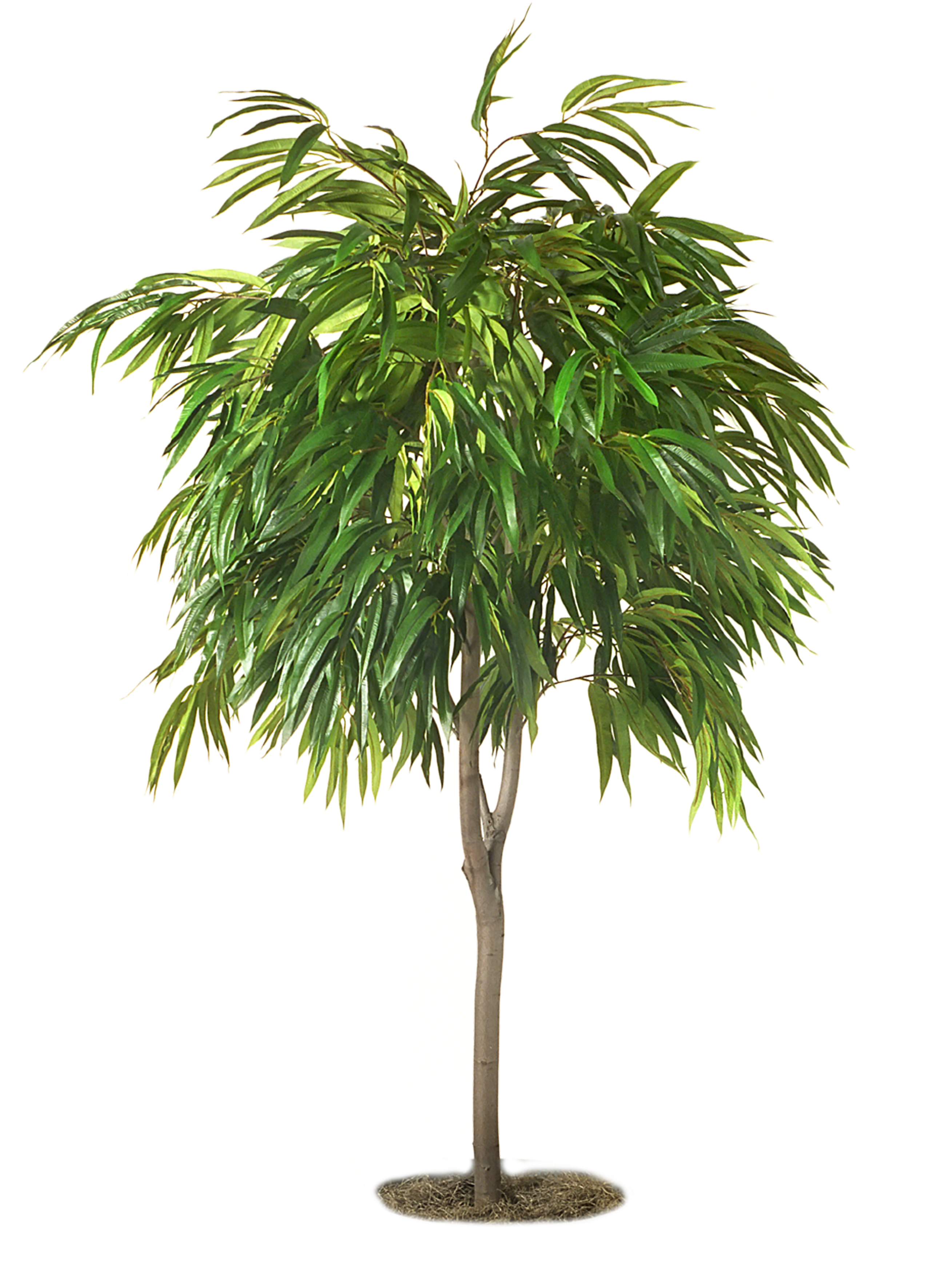 Tree Image PNG (2)