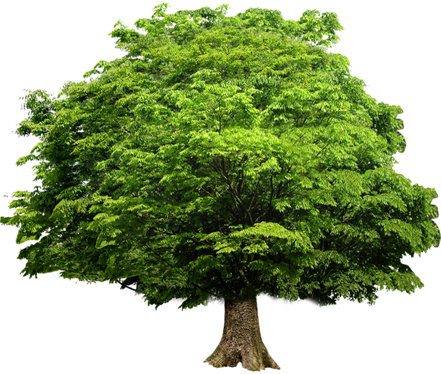 Tree Image PNG (3)