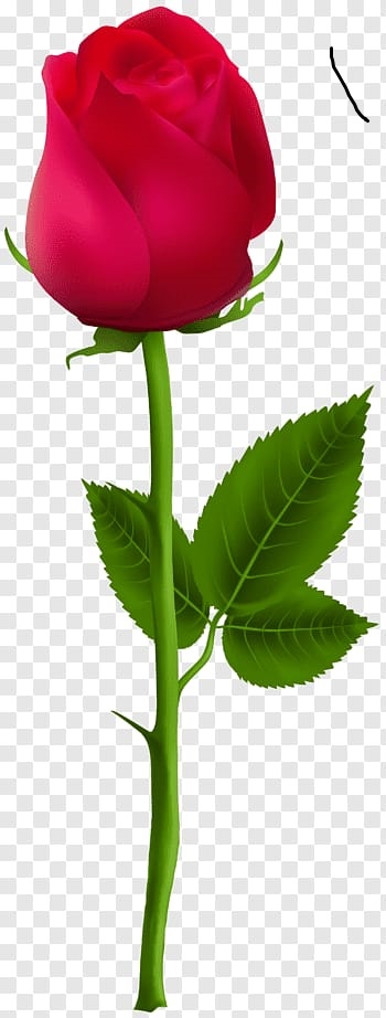 Graphics Element  Rose
