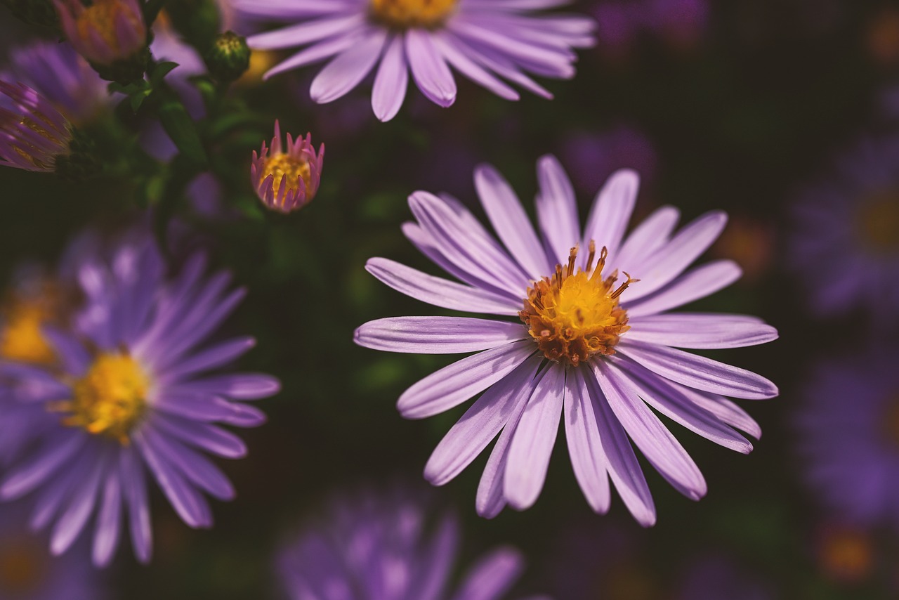 attractive image background natural life style (3)