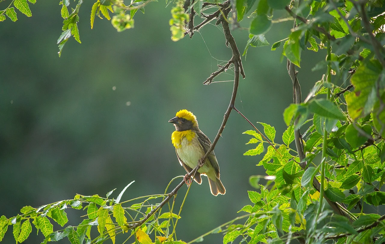 attractive image background natural life style (6)