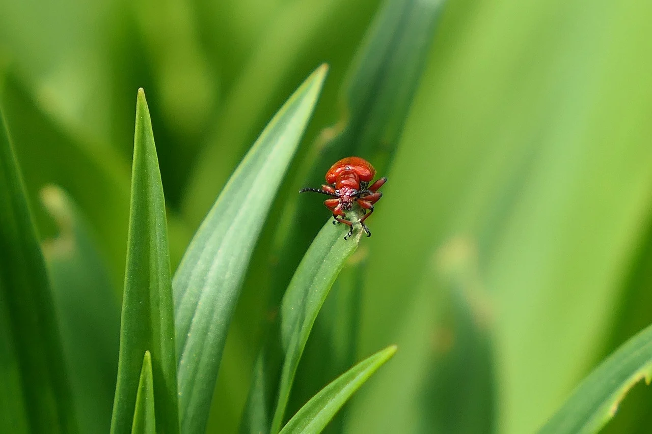 attractive image background natural life style (7)