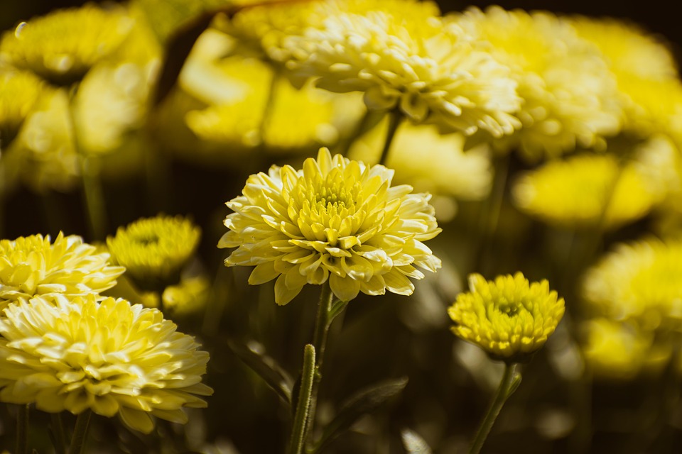attractive image background natural life style (9)