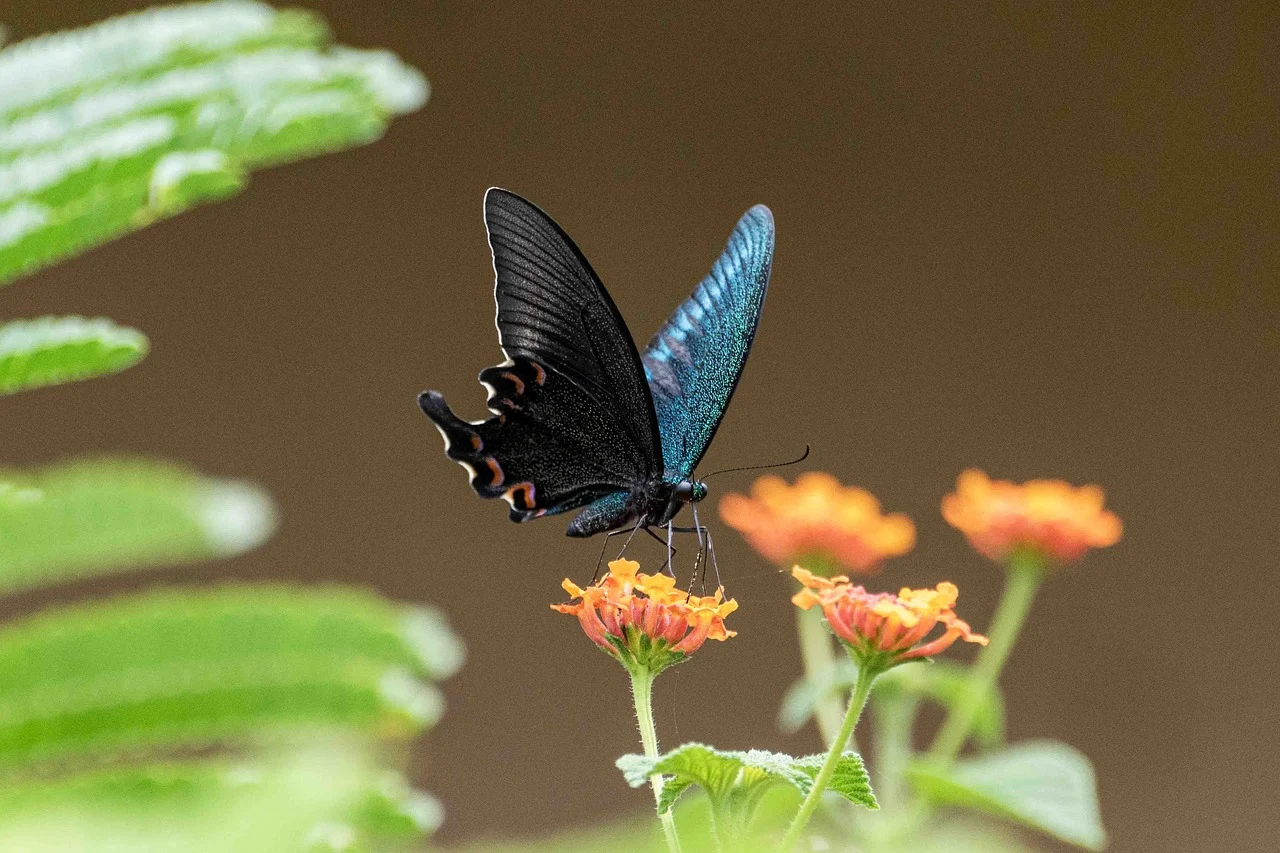 attractive image background natural life style (10)