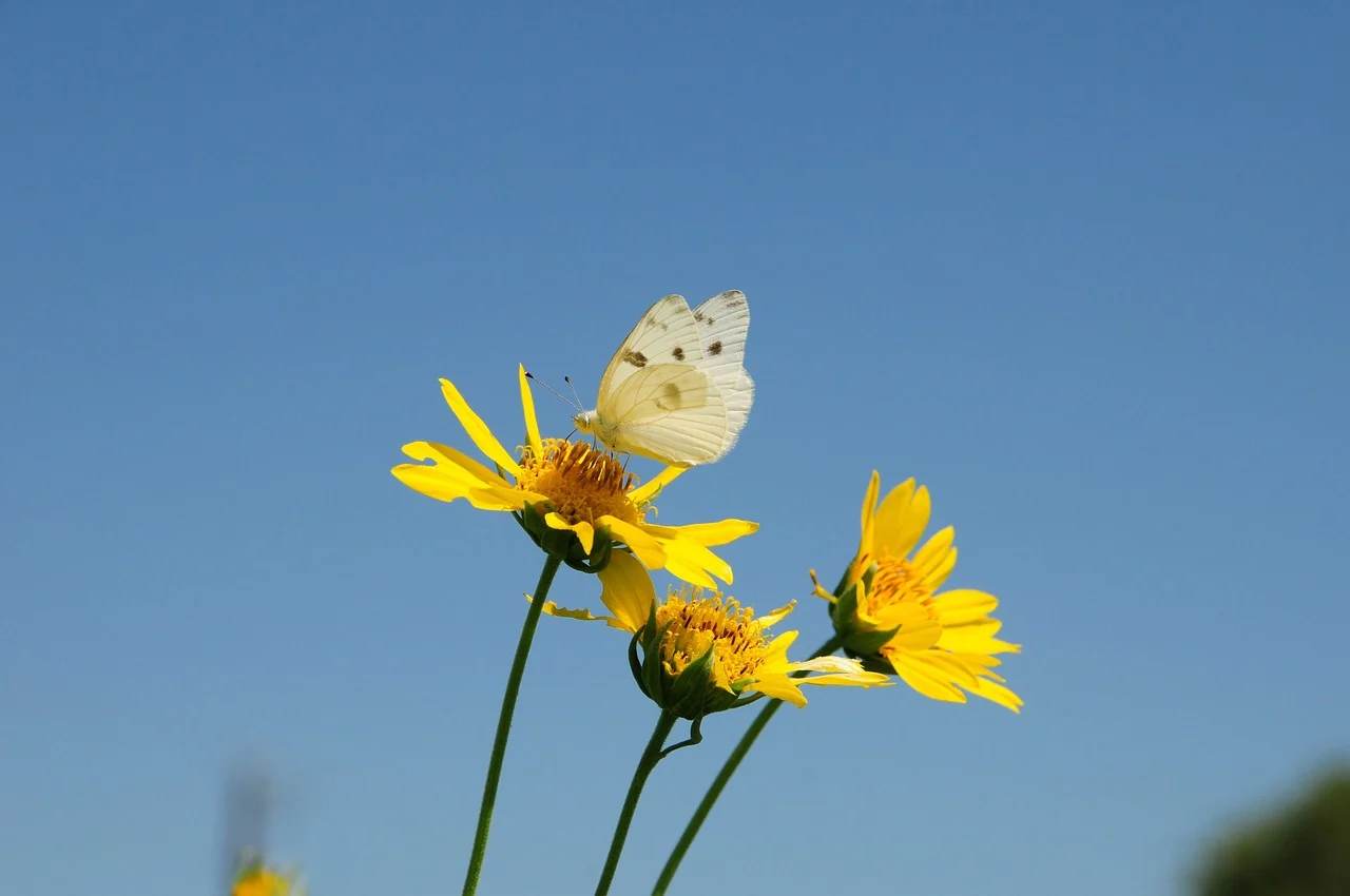 attractive image background natural life style (11)