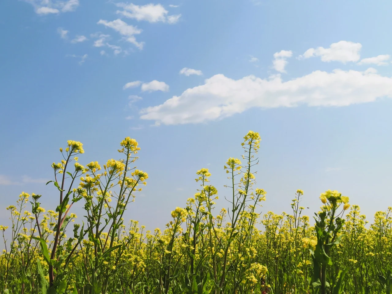 attractive image background natural life style (12)