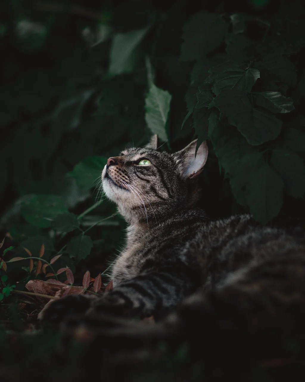 attractive image background natural life style (13)