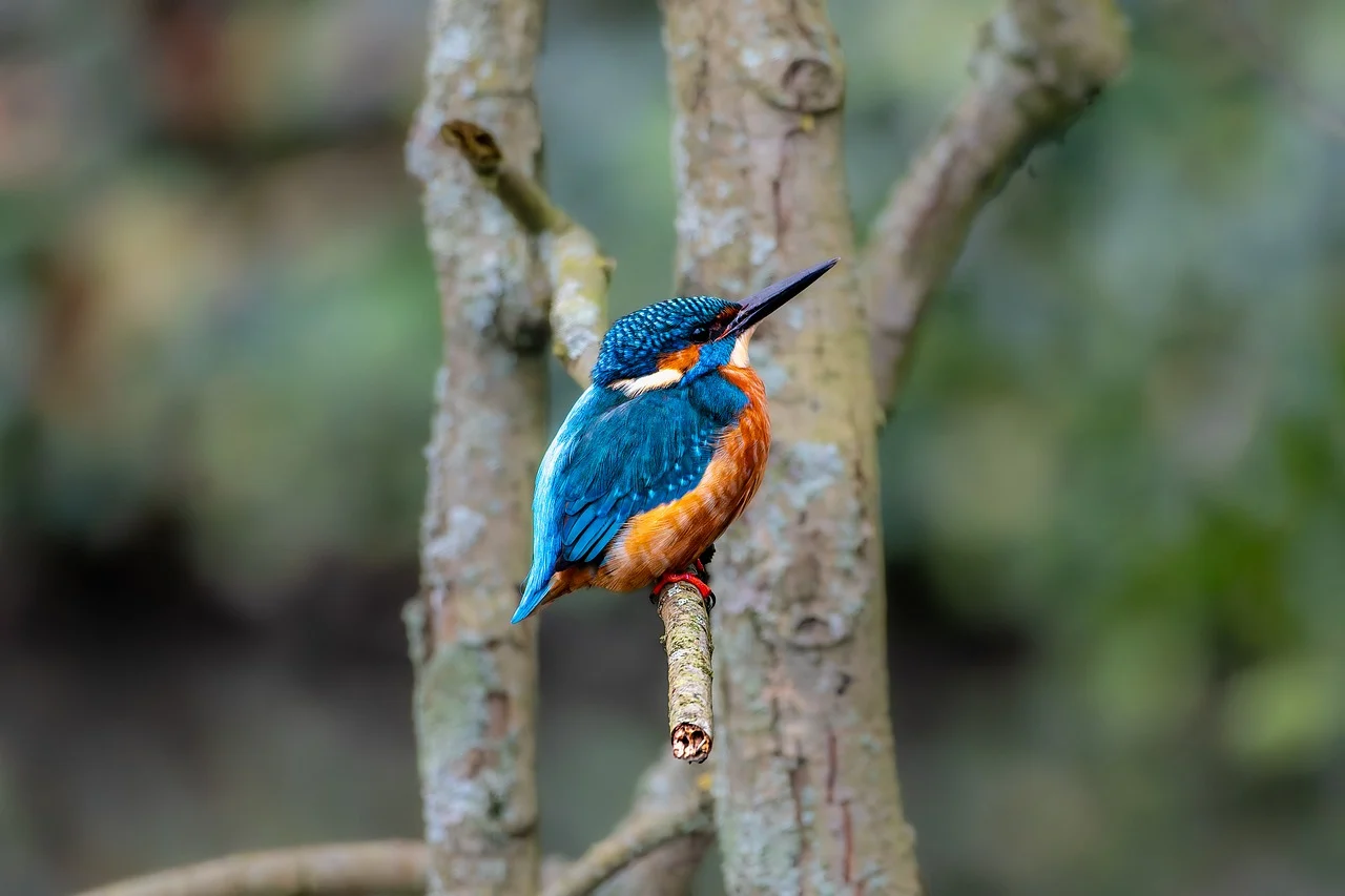 attractive image background natural life style (29)