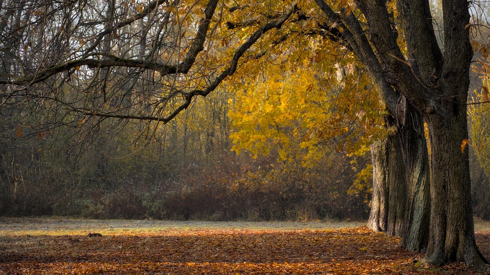 attractive image background natural life style (31)