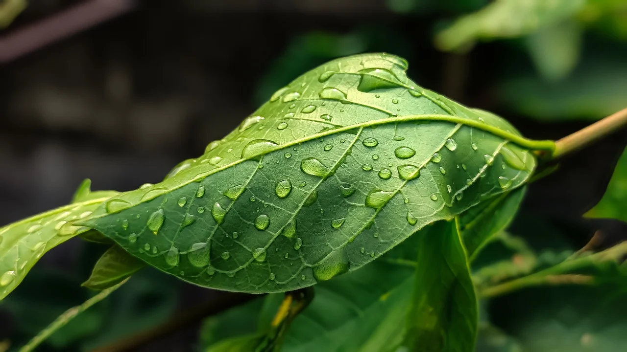 attractive image background natural life style (31)