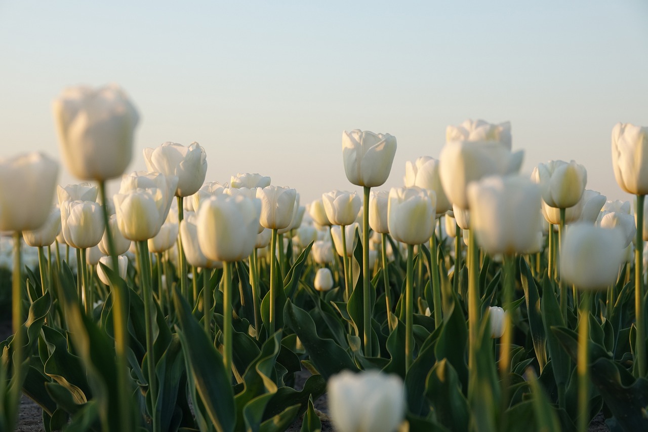attractive image background natural life style (33)