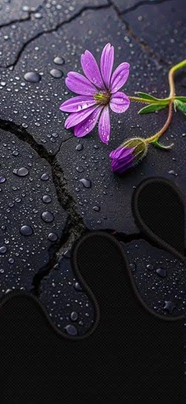 Cool & Creative Mobile Wallpaper (7)