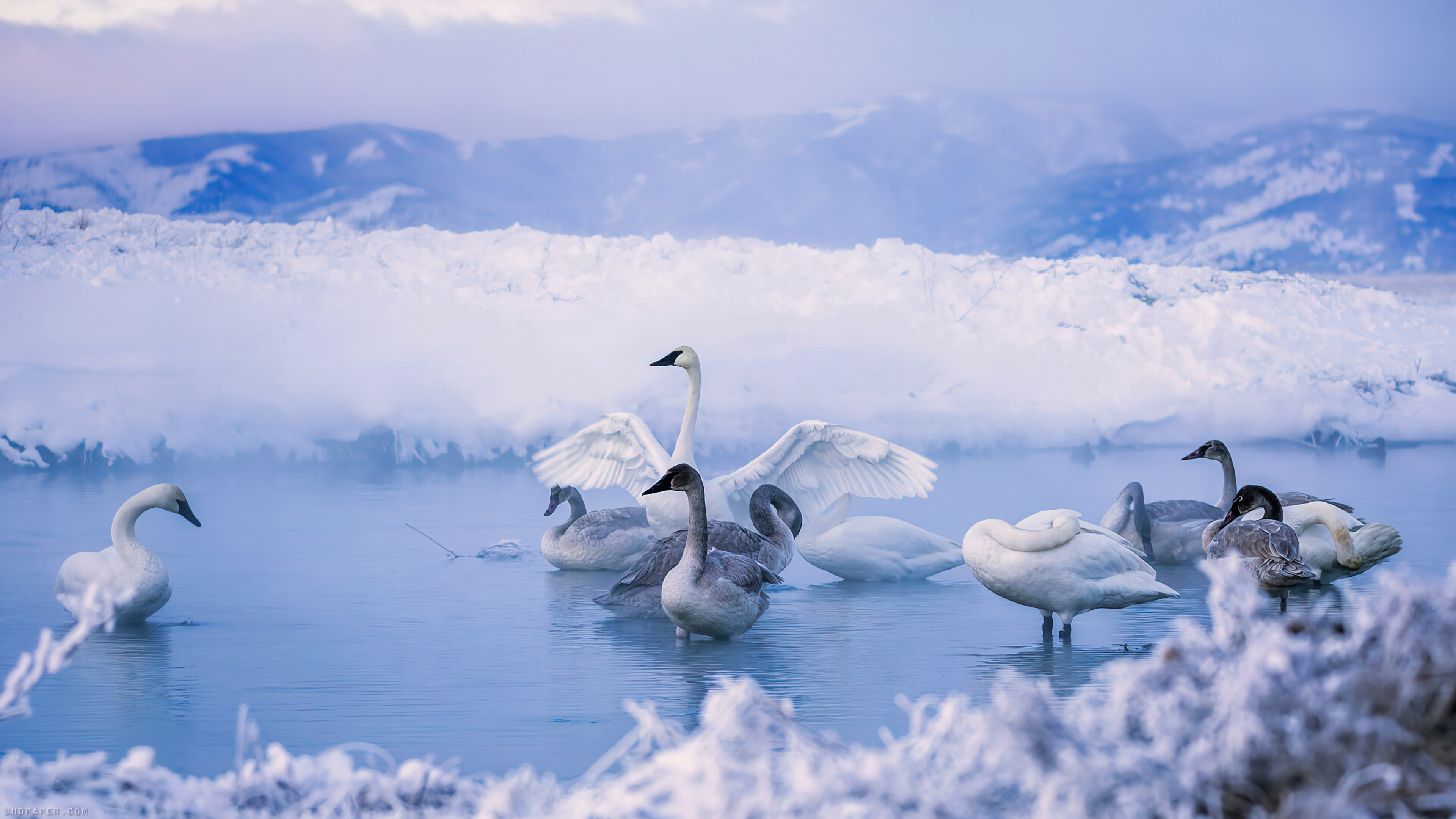 Swans birds animal snowy 4k Wallpaper