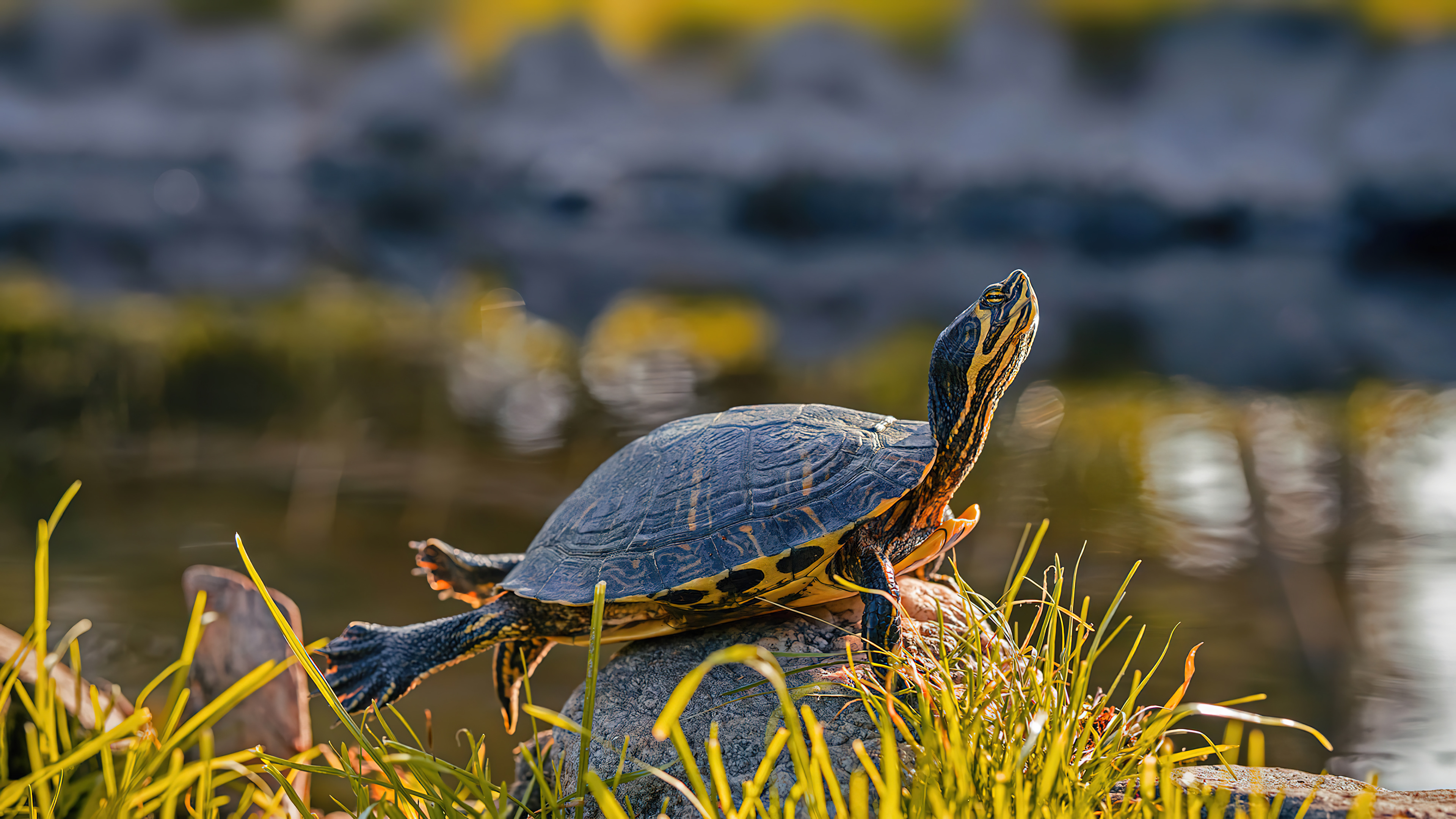 Turtle yellow bellied slider animal 4k wallpaper