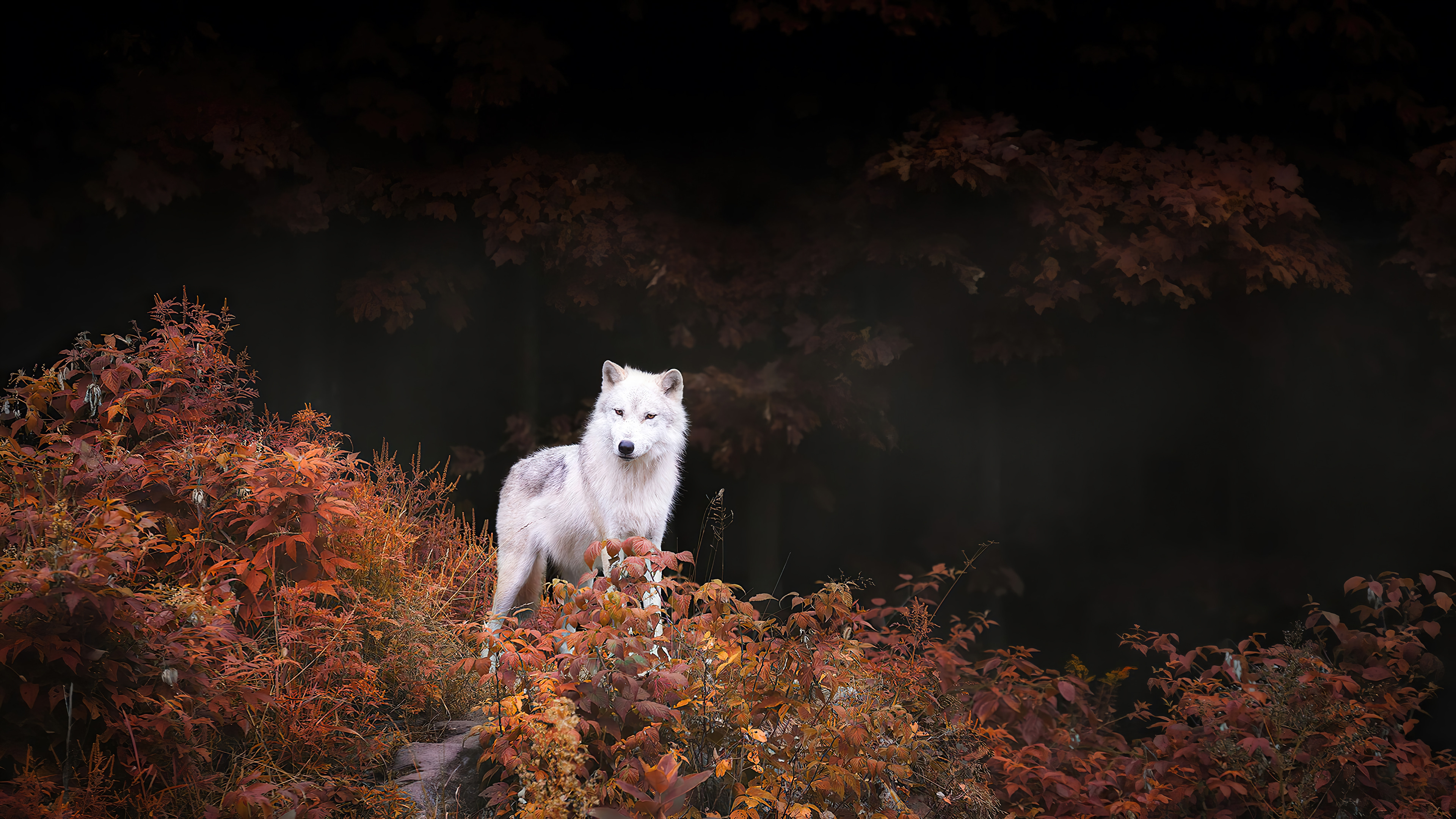 white-wolf-autumn-forest-4k-wallpaper-uhdpaper.com-128@0@e 