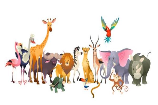 Birds & animals