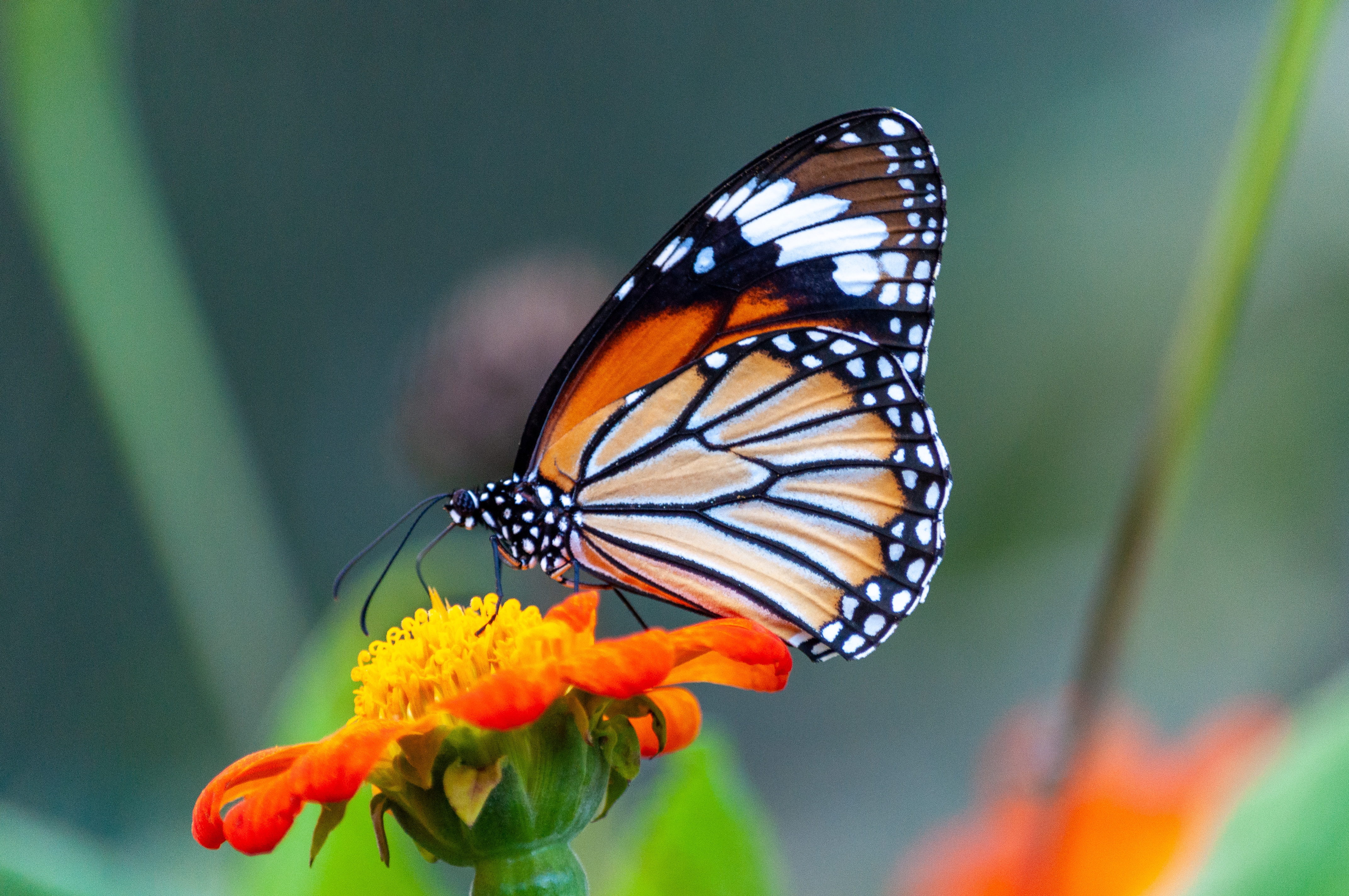 Wallpaper closeup shot beautiful butterfly with interesting textures orange petaled flower