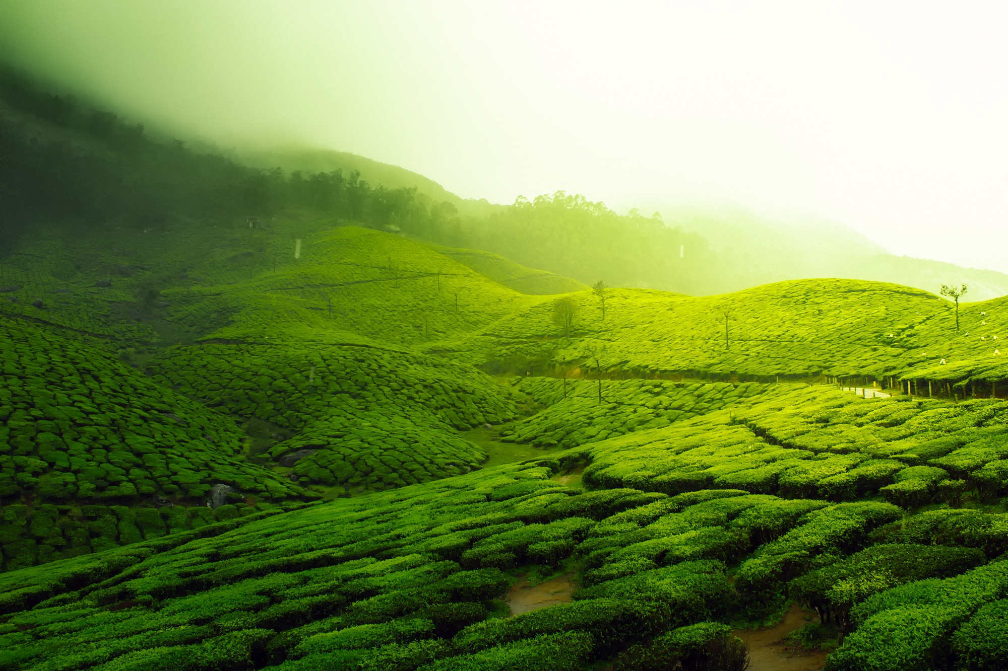 Tea Garden with tree plantation