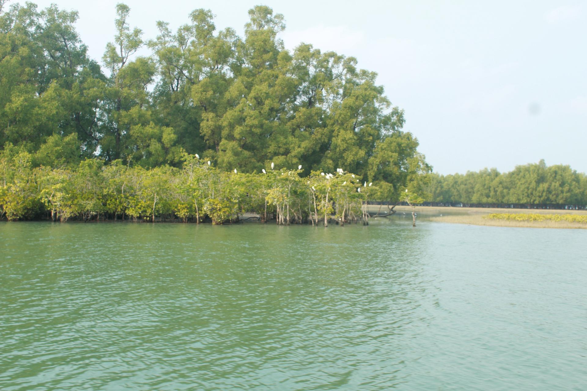 Sundorbon The Largest Mangrove Forest at Bangladesh