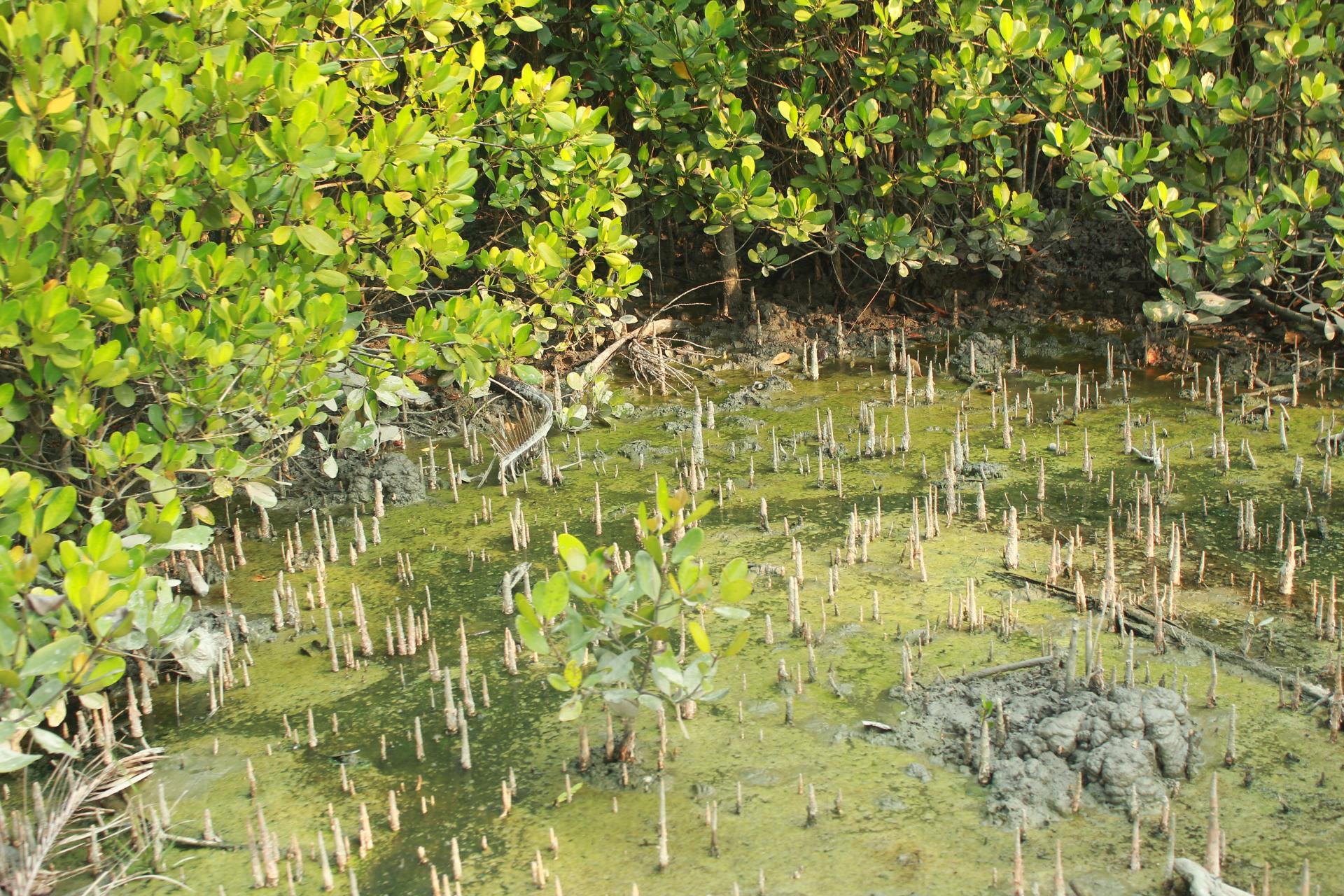 Sundorbon The Largest Mangrove Forest at Bangladesh