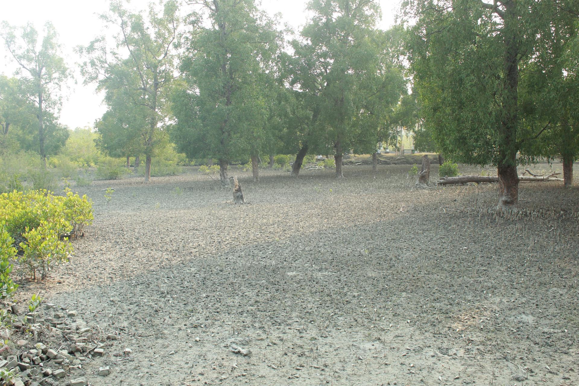 Sundorbon The Largest Mangrove Forest at Bangladesh