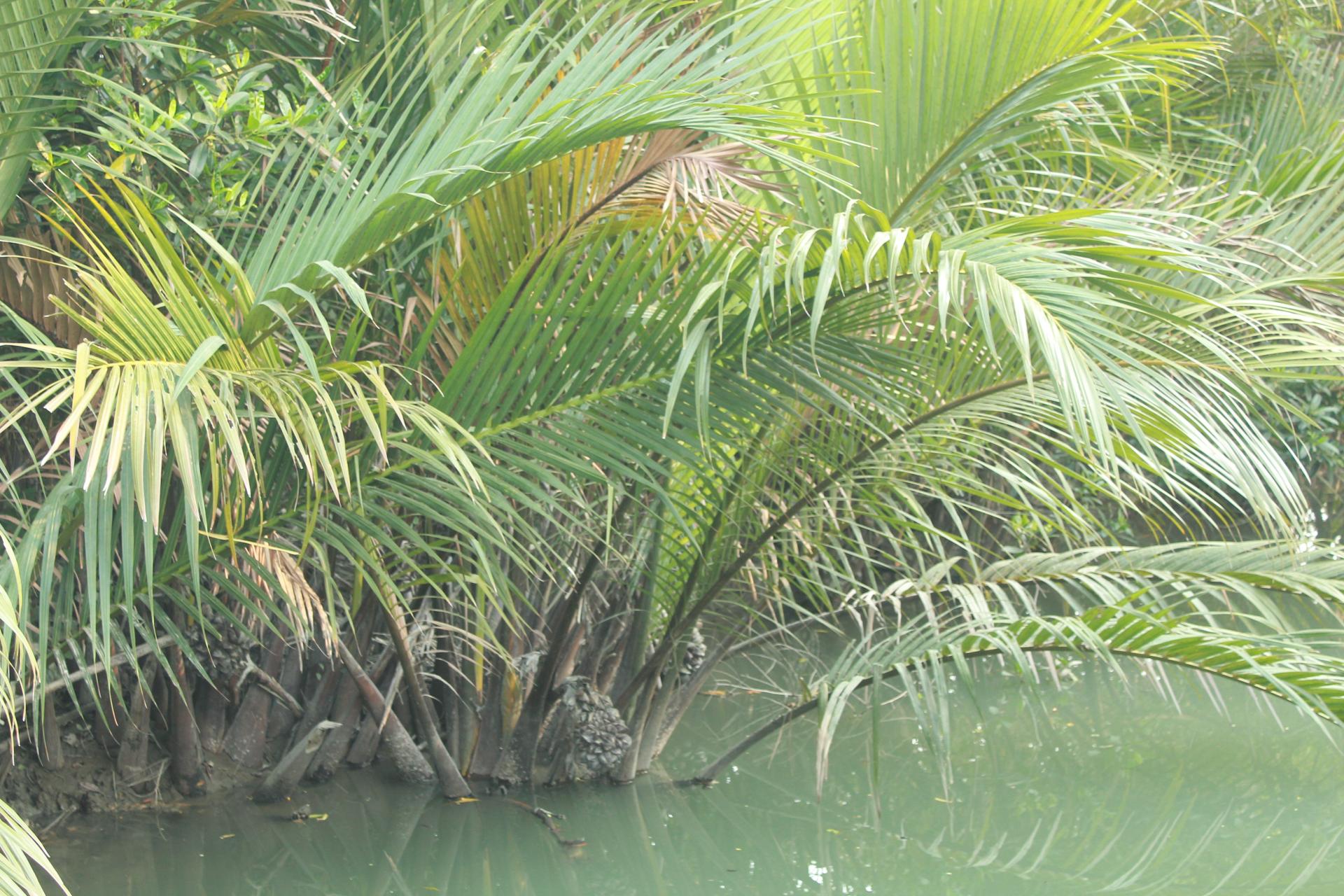 Sundorbon The Largest Mangrove Forest at Bangladesh