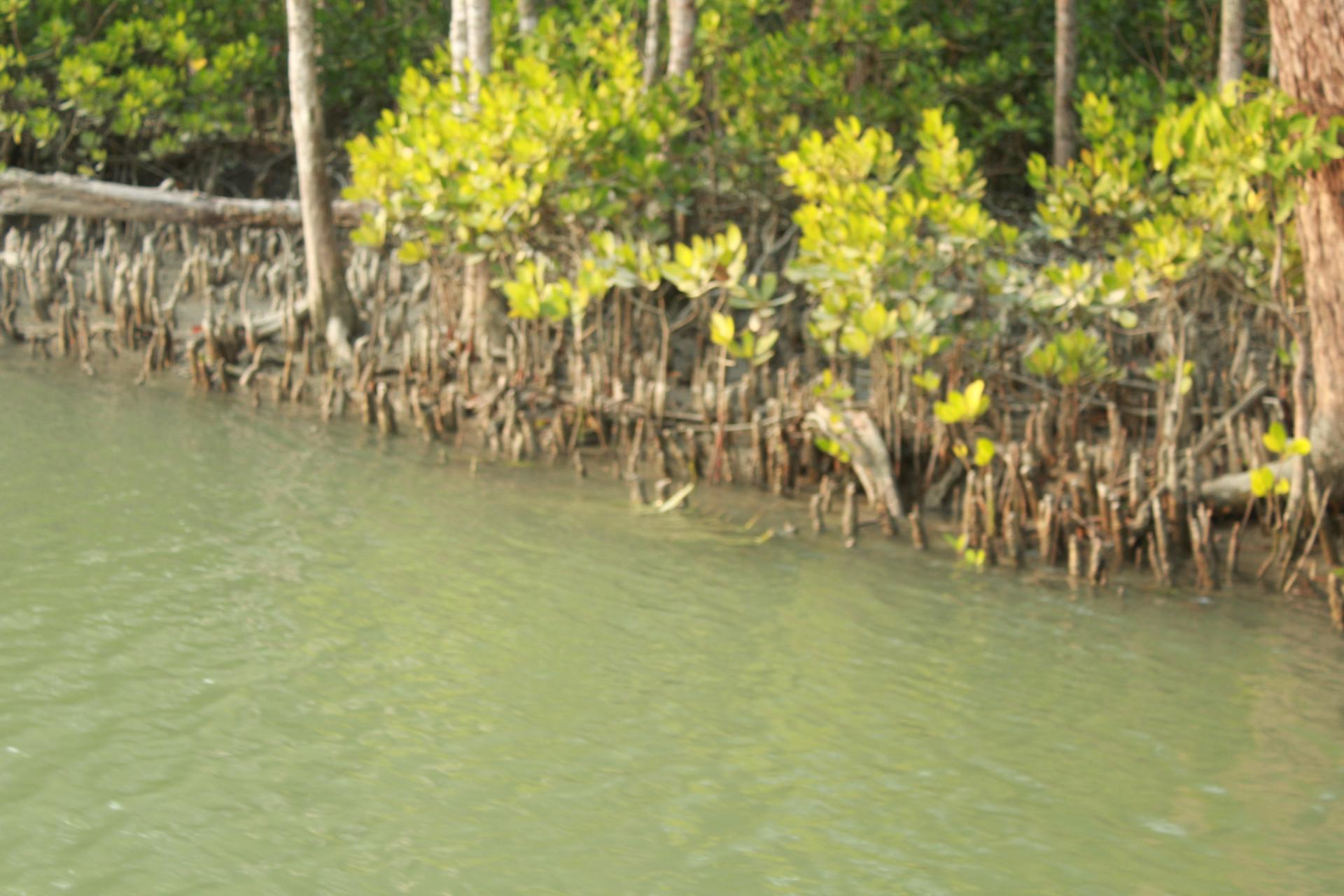 Sundorbon The Largest Mangrove Forest at Bangladesh