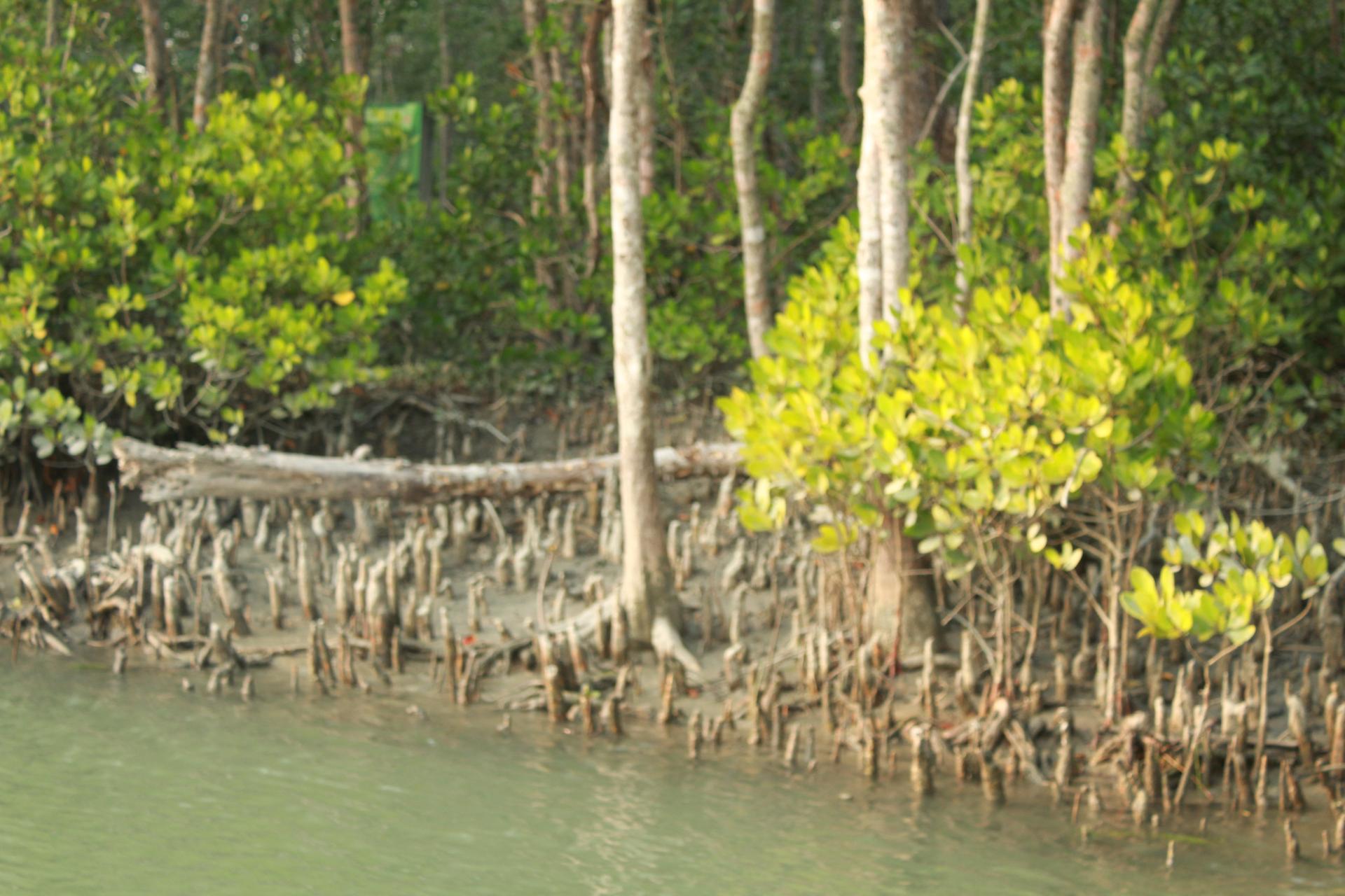 Sundorbon The Largest Mangrove Forest at Bangladesh