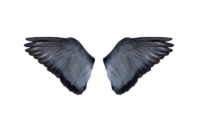 blue wings 2471094_640.webp