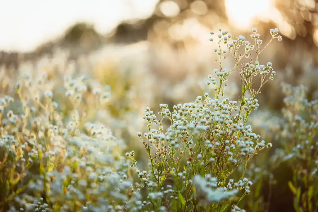 blooming meadow grass free photo