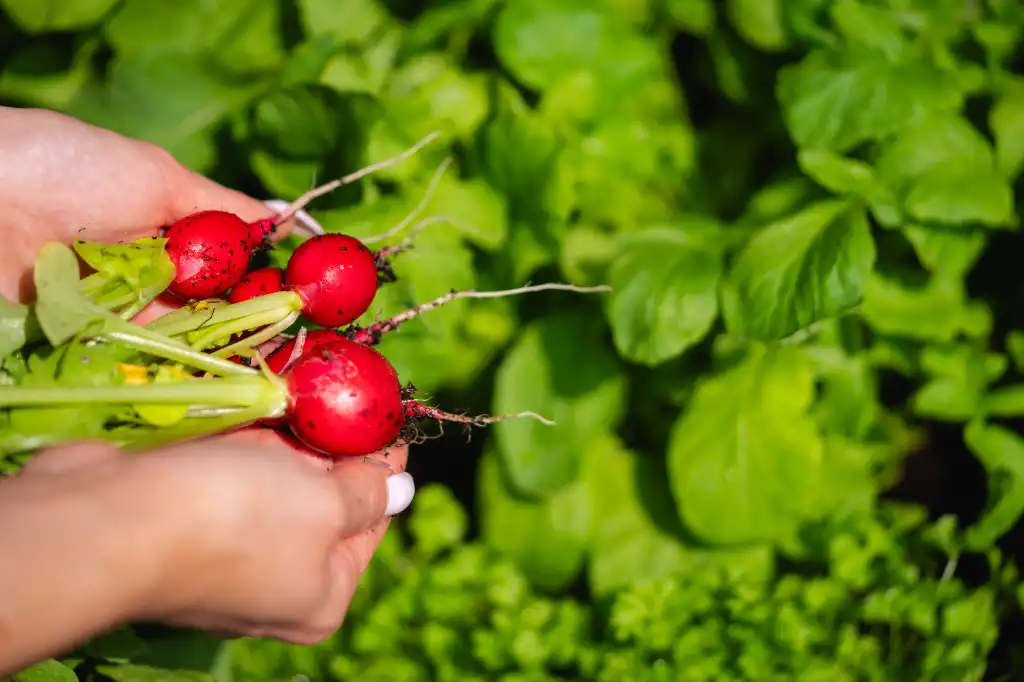 fresh radishes place for text free image