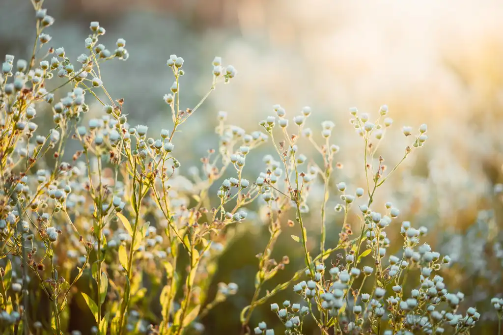 high meadow grass free photo