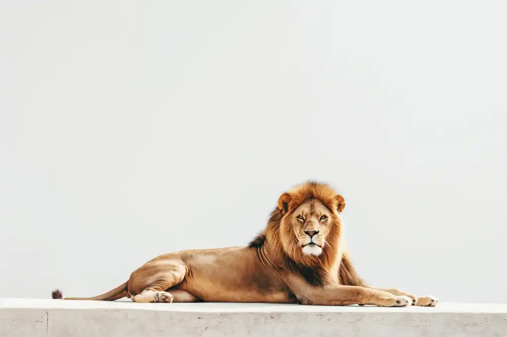 lion calmly lying on white concrete free image