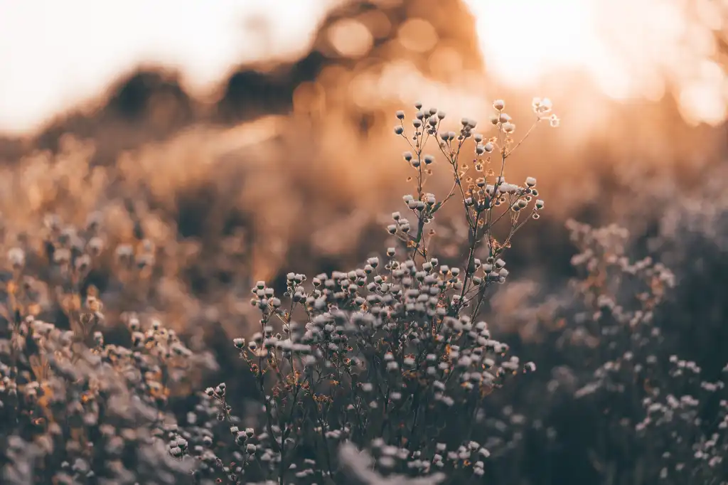 meadow grass against the golden hour sun free photo