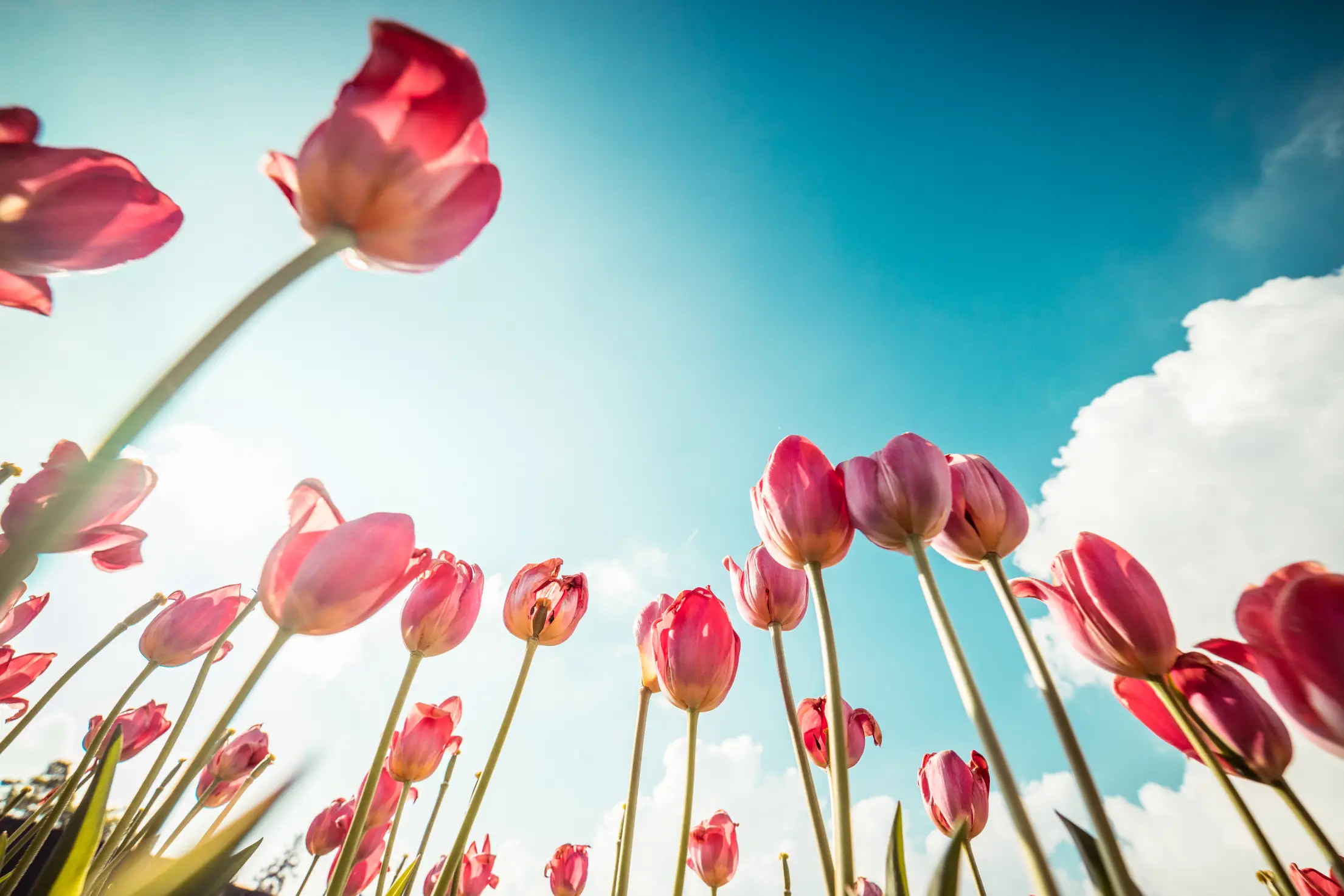 pink tulips from below free image