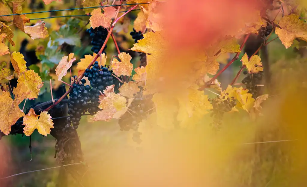 red grapes in a vineyard free image