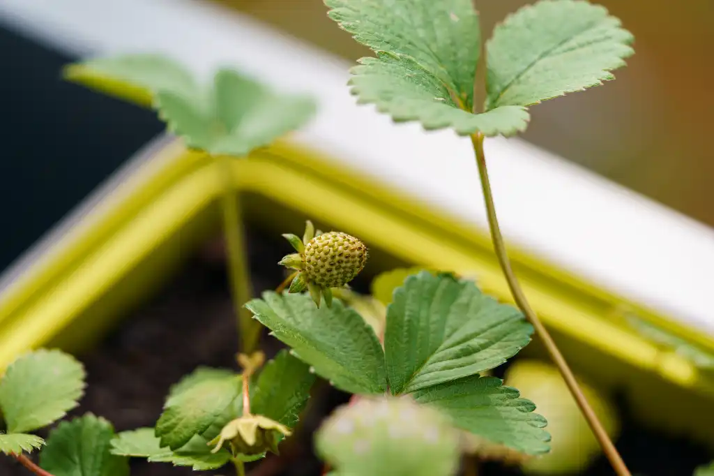 small green strawberry fruit before ripening free image